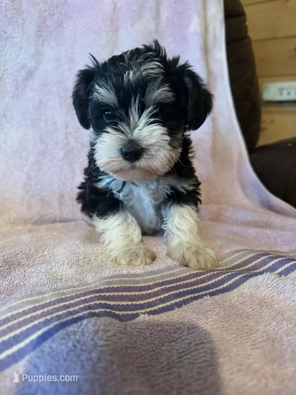 Party – Miniature Schnauzer puppy for sale in Rattan, OK