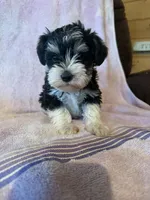Party, a female Miniature Schnauzer for sale in Rattan, OK – Photo 1 of 4