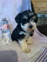 Party, a female Miniature Schnauzer for sale in Rattan, OK – Photo 2 of 4