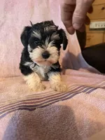 Party, a female Miniature Schnauzer for sale in Rattan, OK – Photo 3 of 4