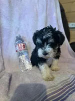 Party, a female Miniature Schnauzer for sale in Rattan, OK – Photo 4 of 4