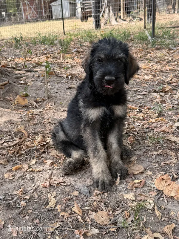 Karma boy 1 – Giant Schnauzer puppy for sale in Rattan, OK