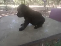 Karma boy 2, a male Giant Schnauzer for sale in Rattan, OK – 2 of 3