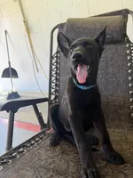 Onyx 1, a female German Shepherd Dog for sale in Rattan, OK – 3 of 6