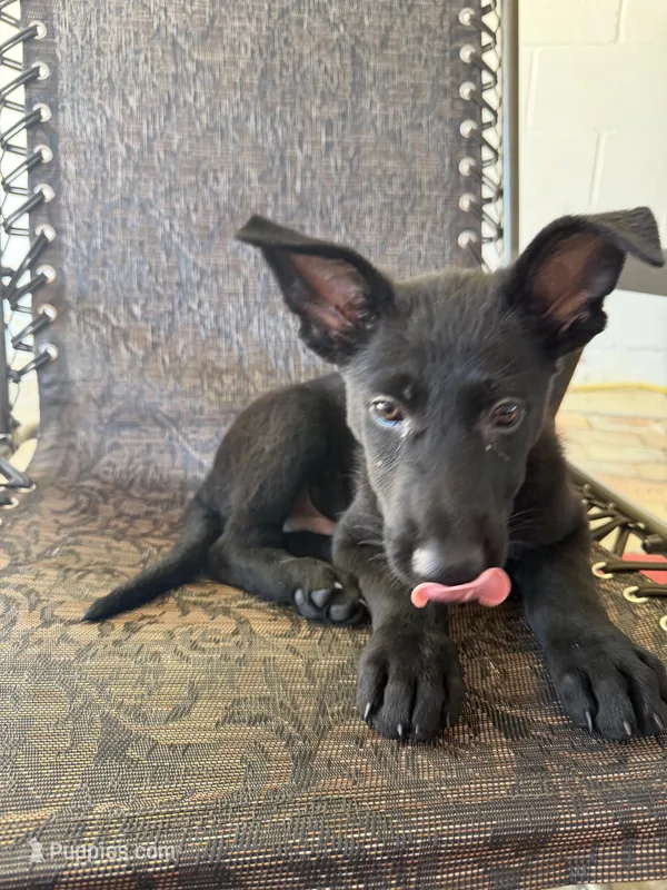 Deuce 1 – German Shepherd Dog puppy for sale in Rattan, OK