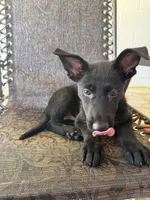 Deuce 1, a male German Shepherd Dog for sale in Rattan, OK – 1 of 4