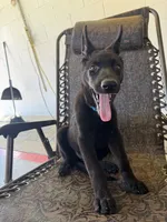 Onyx 1, a female German Shepherd Dog for sale in Rattan, OK – 4 of 6