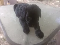 Rugar 2, a female Giant Schnauzer for sale in Rattan, OK – 3 of 4