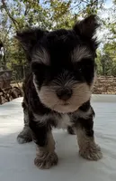 Hopper2, a male Miniature Schnauzer for sale in Rattan, OK – 1 of 3