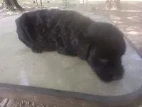 Rugar 2, a female Giant Schnauzer for sale in Rattan, OK – 4 of 4