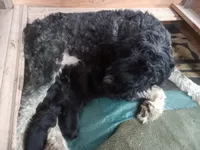 Giant schnazer, a male Giant Schnauzer for sale in Rattan, OK – Photo 2 of 3