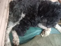 Giant schnazer, a male Giant Schnauzer for sale in Rattan, OK – Photo 3 of 3