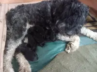 Giant schnazer, a male Giant Schnauzer for sale in Rattan, OK – Photo 1 of 3