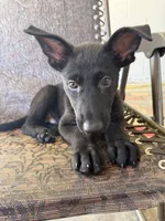 Deuce 1, a male German Shepherd Dog for sale in Rattan, OK – 2 of 4