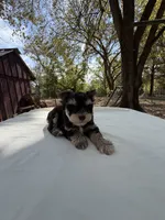Hopper2, a male Miniature Schnauzer for sale in Rattan, OK – 2 of 3