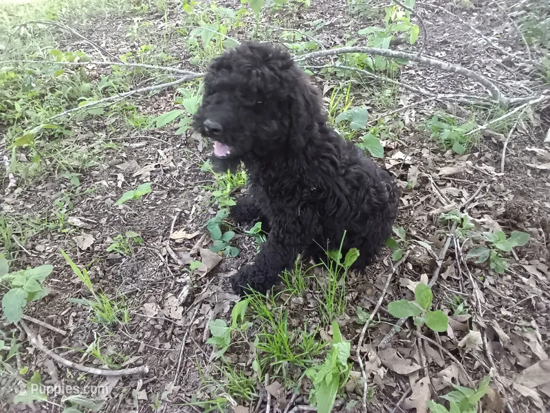 Ravin – Schnoodle puppy for sale in Rattan, OK