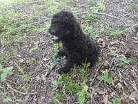 Ravin, a female Schnoodle for sale in Rattan, OK – 1 of 1