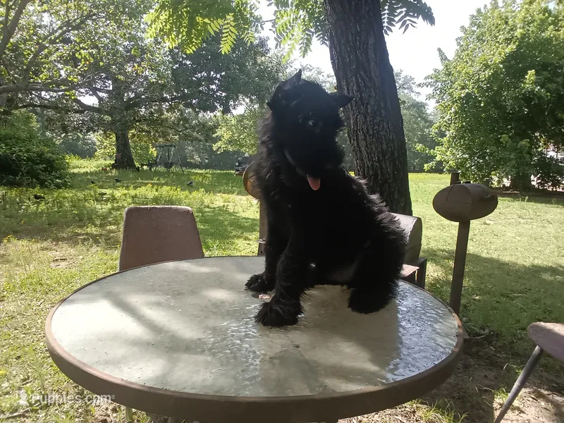 Boy with ears done – Giant Schnauzer puppy for sale in Rattan, OK