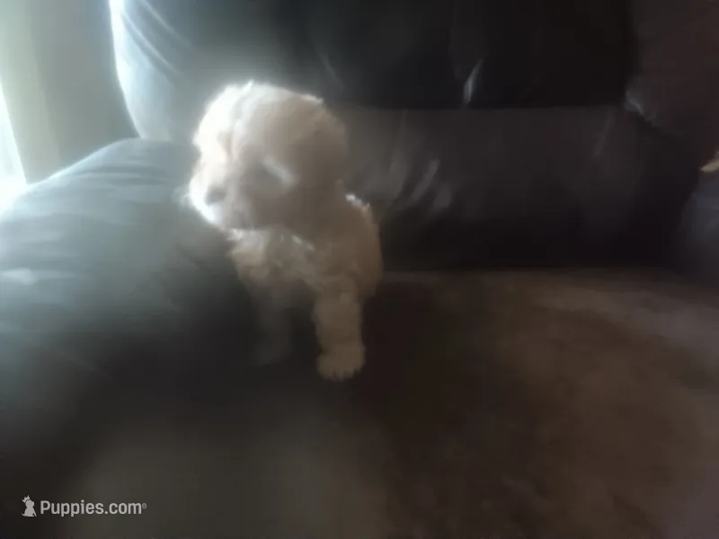 Fancys blonde – Schnoodle puppy for sale in Rattan, OK