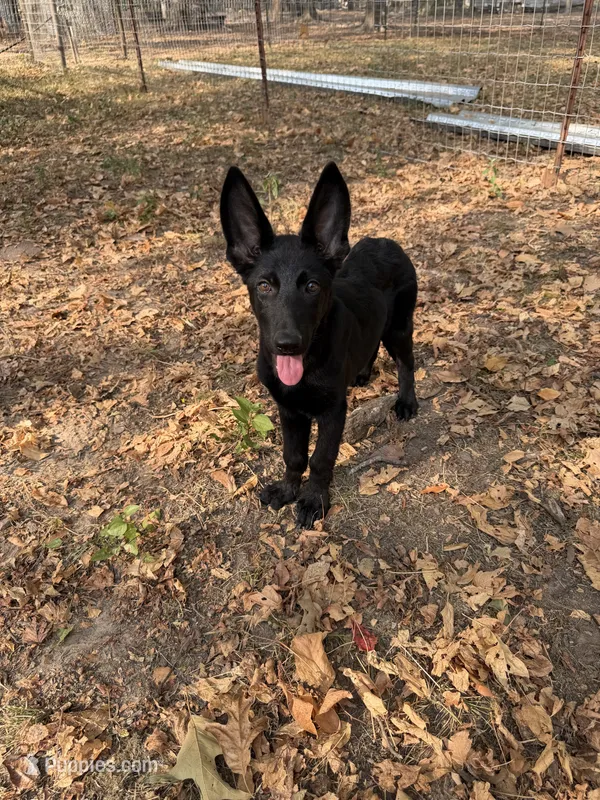 Onyx 1 – German Shepherd Dog puppy for sale in Rattan, OK