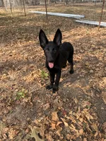 Onyx 1, a female German Shepherd Dog for sale in Rattan, OK – 1 of 2