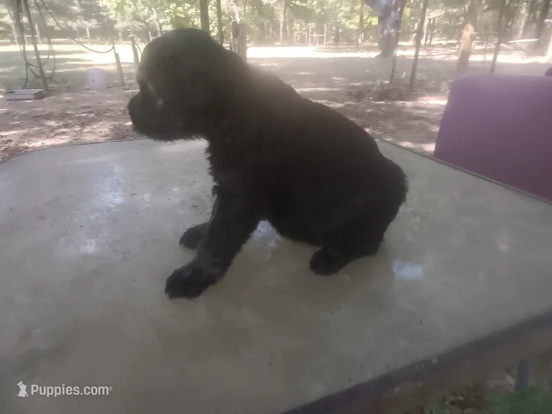 Karma boy 2 – Giant Schnauzer puppy for sale in Rattan, OK