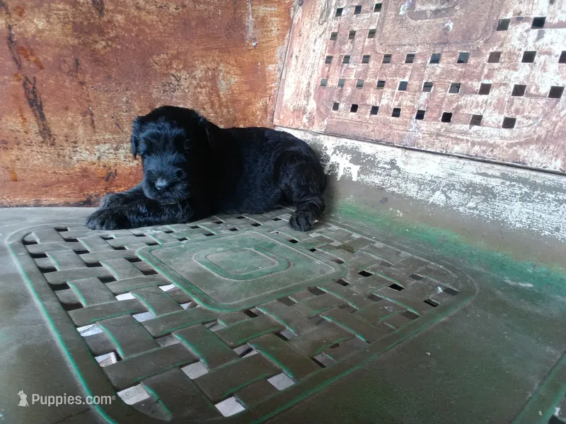 Boy – Giant Schnauzer puppy for sale in Rattan, OK