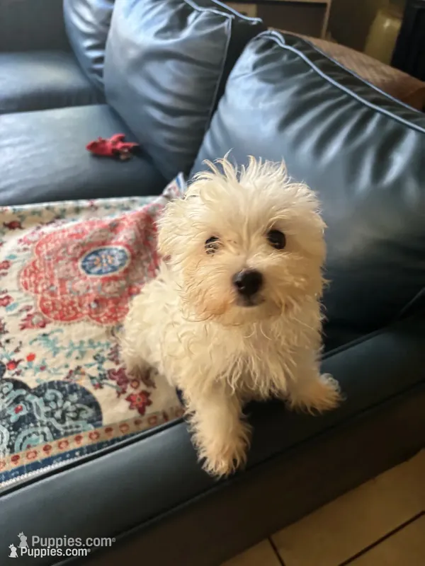 Diva – Maltese puppy for sale in Jonesboro, GA