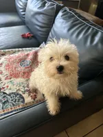 Diva, a female Maltese for sale in Jonesboro, GA – 2 of 2