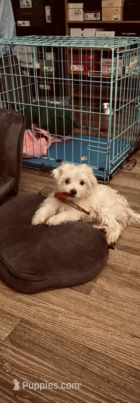 Diva – Maltese puppy for sale in Jonesboro, GA