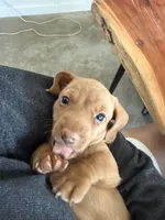 Schmidt, a male Miniature Dachshund for sale in Queen Creek, AZ – Photo 2 of 3