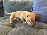 Schmidt, a male Miniature Dachshund for sale in Queen Creek, AZ – Photo 3 of 3