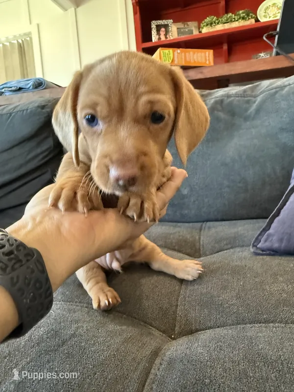 Schmidt – Miniature Dachshund puppy for sale in Queen Creek, AZ