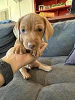 Schmidt, a male Miniature Dachshund for sale in Queen Creek, AZ – Photo 1 of 3