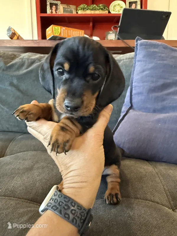 Winston – Miniature Dachshund puppy for sale in Queen Creek, AZ