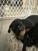 Winston, a male Miniature Dachshund for sale in Queen Creek, AZ – Photo 3 of 3