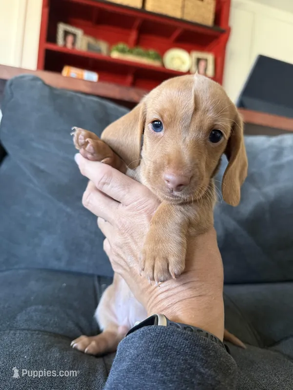 Nick – Miniature Dachshund puppy for sale in Queen Creek, AZ
