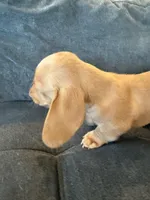 Nick, a male Miniature Dachshund for sale in Queen Creek, AZ – Photo 3 of 4