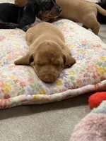 Nick, a male Miniature Dachshund for sale in Queen Creek, AZ – Photo 2 of 4