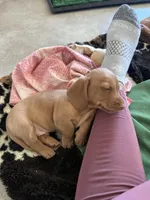 Nick, a male Miniature Dachshund for sale in Queen Creek, AZ – Photo 4 of 4