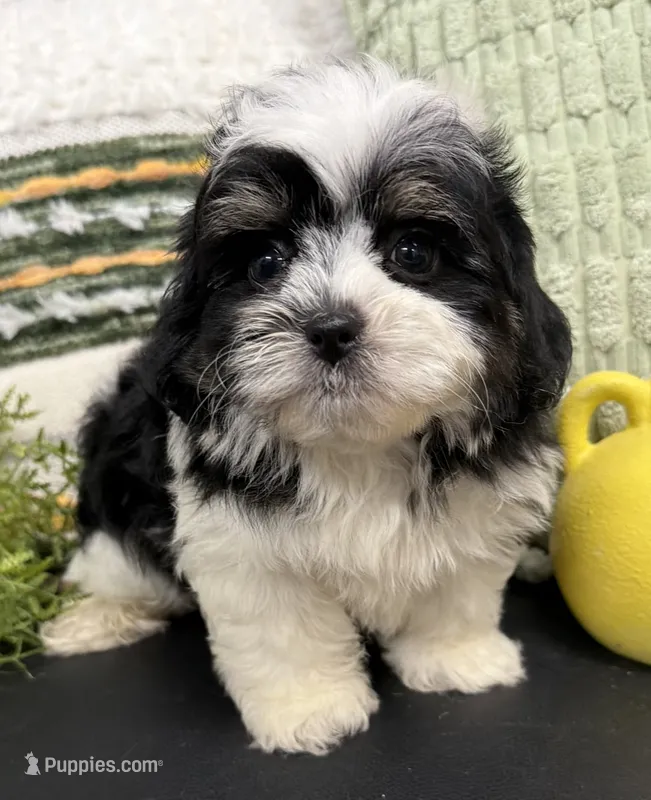 Snoopy – Shihpoo puppy for sale in Wauseon, OH