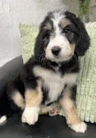 Vivian, a female Bernedoodle for sale in Wauseon, OH – 2 of 3