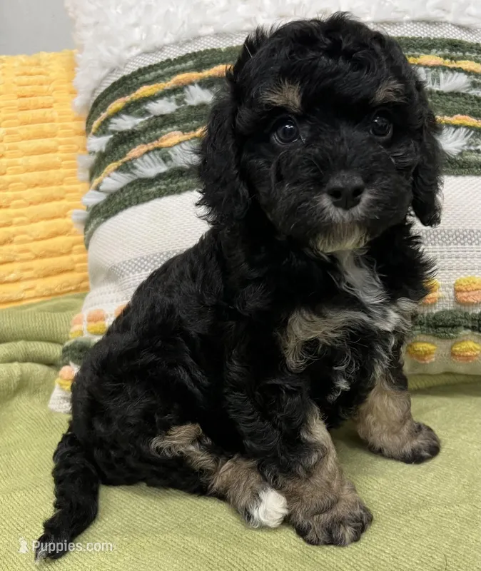 Dexter – Cavapoo puppy for sale in Wauseon, OH