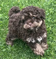 Teddy—micro, a male Miniature Bernedoodle for sale in Wauseon, OH – 6 of 6