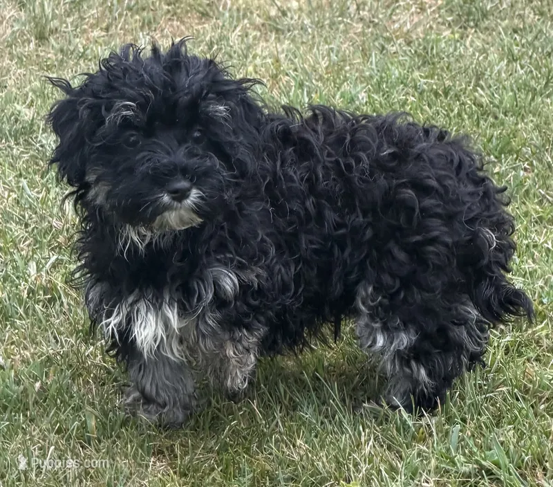 Cosmo – Maltipoo puppy for sale in Wauseon, OH