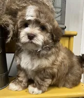 Pablo, a male Havapoo for sale in Wauseon, OH – Photo 3 of 4