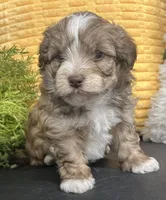 Pablo, a male Havapoo for sale in Wauseon, OH – Photo 3 of 4