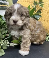 Pablo, a male Havapoo for sale in Wauseon, OH – Photo 4 of 4