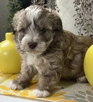 Pablo, a male Havapoo for sale in Wauseon, OH – Photo 2 of 4