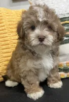 Pablo, a male Havapoo for sale in Wauseon, OH – Photo 2 of 4